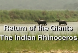 Wildlife - Return of the Giants - The Indian Rhinocero 