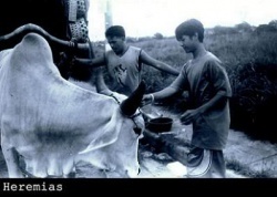 Heremias 