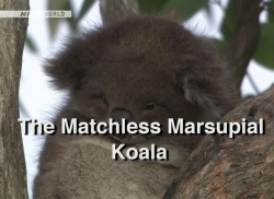 Wildlife - The Matchless - Marsupial Koala 